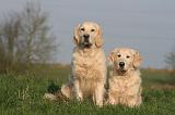 GOLDEN RETRIEVER 987